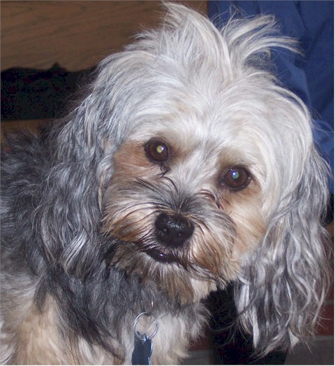 Oscar Isom. This is Judi's dog, but Larry watches Oscar almost every day. Hence - Larry's dog, Oscar.